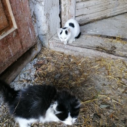 Katzen Süsse Katzen (Talentetausch Kärnten)